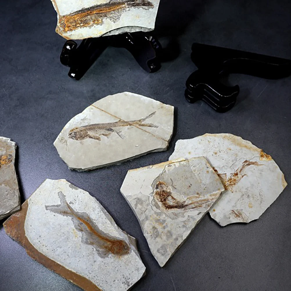 

Specimen Resin Fish Adornment 7 15cm Desktop nament Educational Material Paleontology Stone Craft Decor