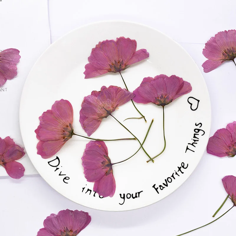 48 fleurs de gerbera naturelle - Dried Flower Bookmark avis et prix
