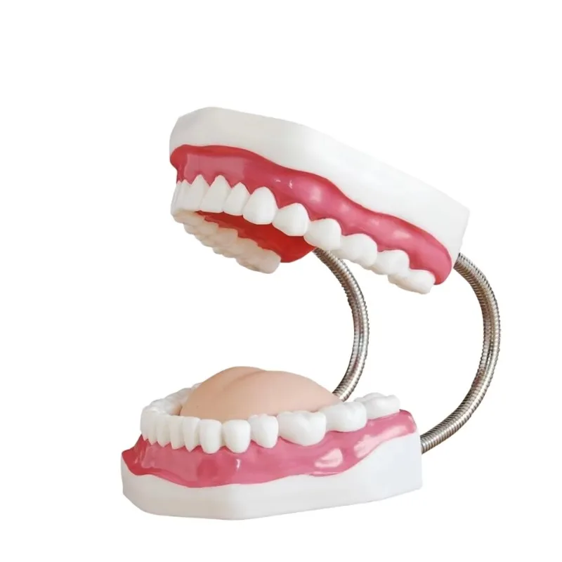 

Ready to Ship Teeth Implant Model 28-32 Teeth Model Removable Dental Model