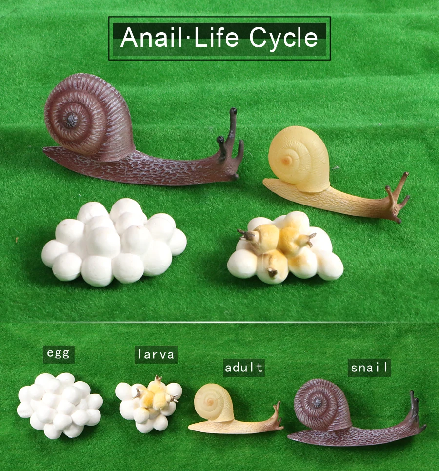 محاكاة الحلزون دورة الحياة نماذج البلاستيكية الصلبة البلاستيك ألعاب شخصيات الحركة ، دورة نمو الحيوانات التعليمية لعبة تعليمية للطفل