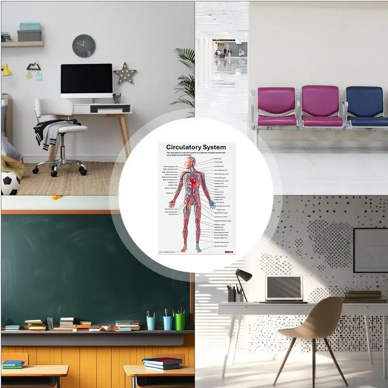 Skeletal System Poster 16 Pieces Nervous Posters Comprehensive Anatomical Chart For Home Study Wall Nursing Classroom Hospital