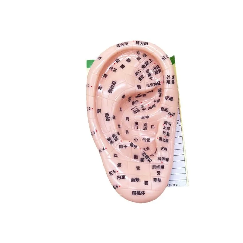 Ear Model for Auricular Point Massage Reflexology with Copper Probe and Ear Seeds