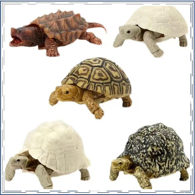 

BANDAI Turtle Geochelone Pardalis Marine Organism Biological Encyclopedia Gashapon Gifts Genuine Action Figure Model Toys