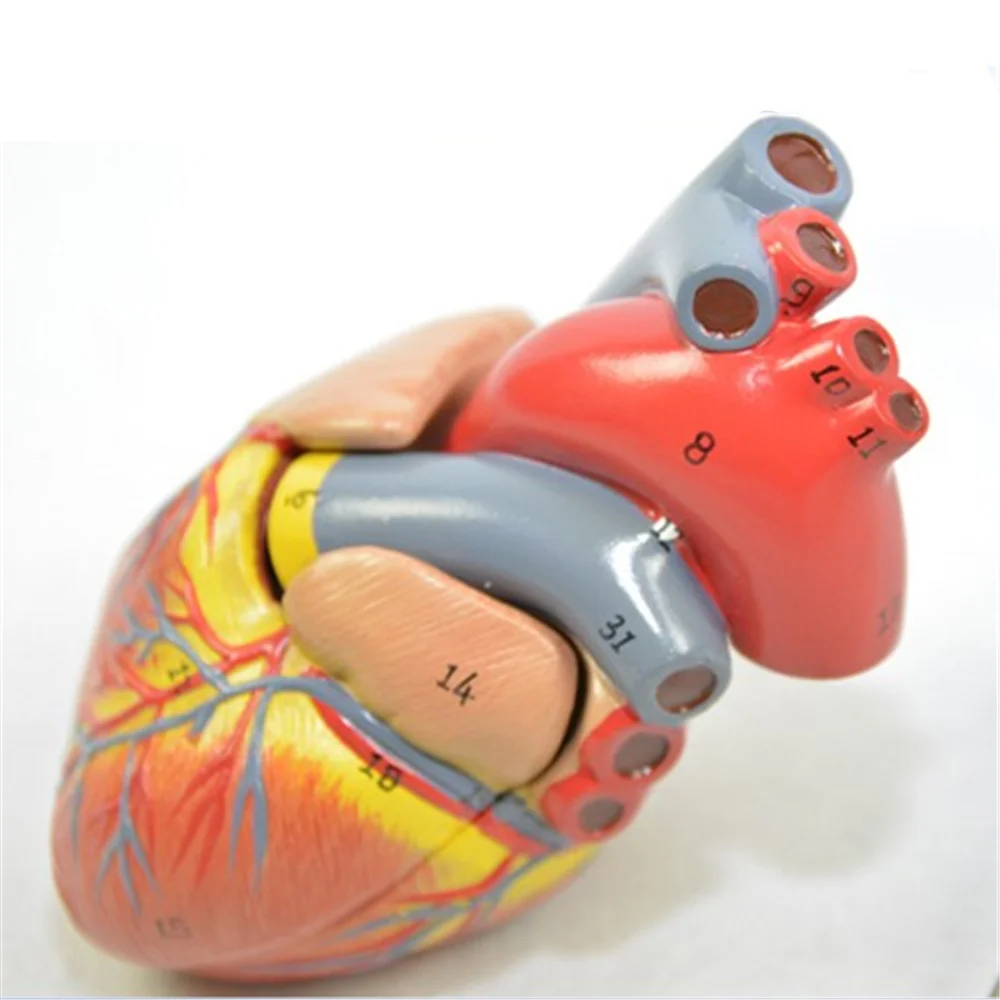 

Human Anatomy model Human Heart Model Visceral Anatomical Model Office Decoration