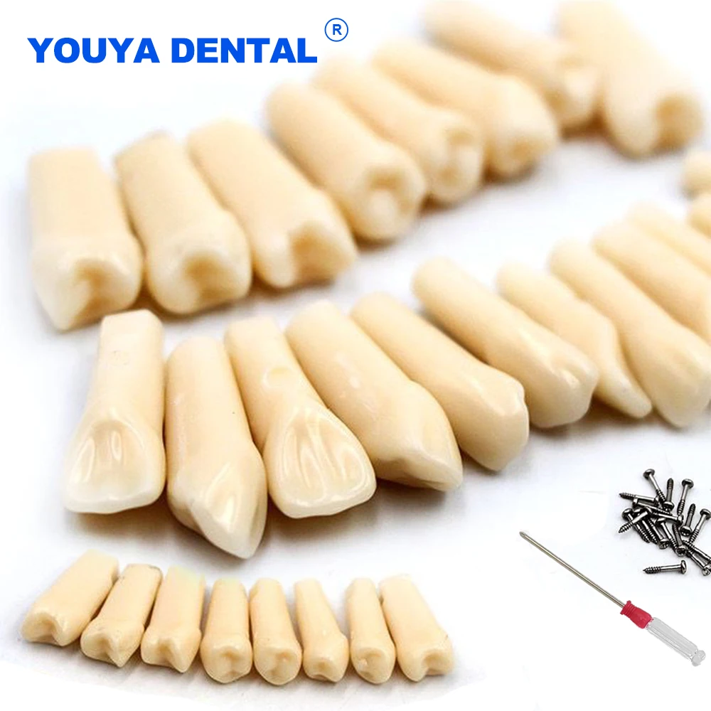 Tooth Dental Teeth Model For Dentist Technician Practice Preparation Removable Tooth Dentistry Training Models 28pcs/32pcs