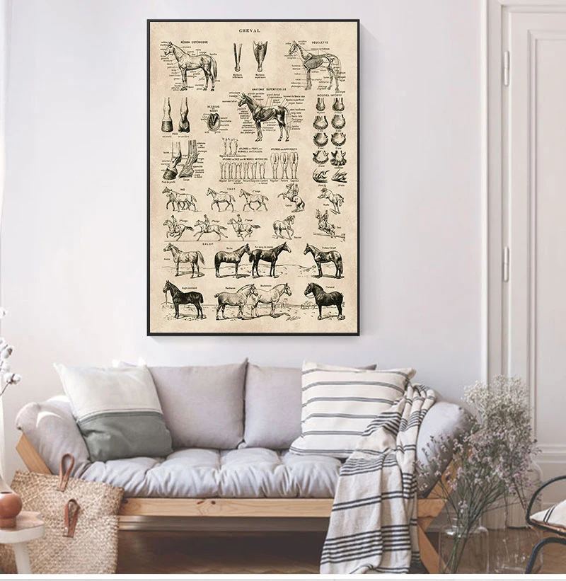 Vintage French Horse Anatomy Chart Prints Biology Wall Art Decor , Horse Illustration Animal Poster Canvas Painting Office Decor