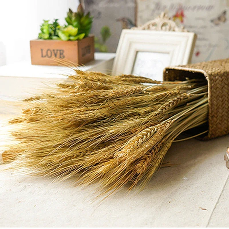 50pcs Natural Dried Wheat Grass Real Autumn Plants Artificial Wheat Dried Flowers for Home Kitchen Church Wedding Decoration