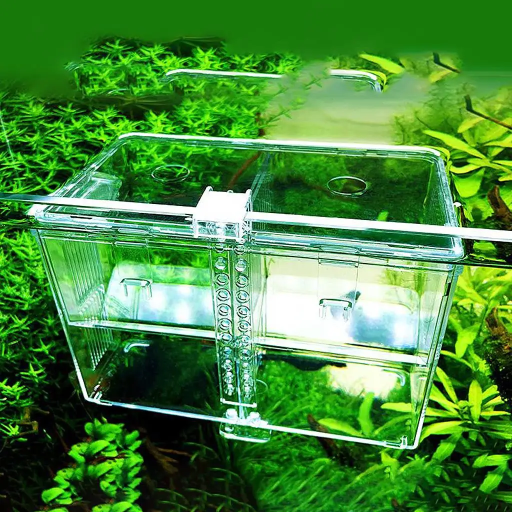 Fishes Tank  on Breeder Aquarium Hatchery Fishes Breeding Hatching Isolation Box