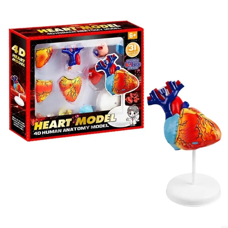 Detachable Human Heart Anatomy Model with Color Coded Sections and Upright Display Stand, Plastic Teaching Aid for Anatomy H8WD