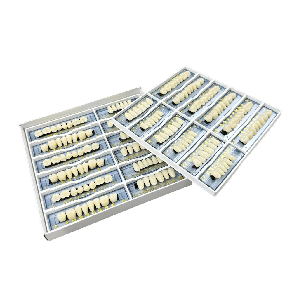 Dental A2 Multi-layer Color Synthetic Resin Teeth Full Mouth Dentures Acrylic Resin Dental Models Dental Material Education