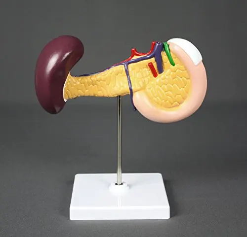 Pancreas Duodenum Spleen Model Life Size Key Anatomical Features Labelled Accompanying Key Card Medical Supplies  Equipment