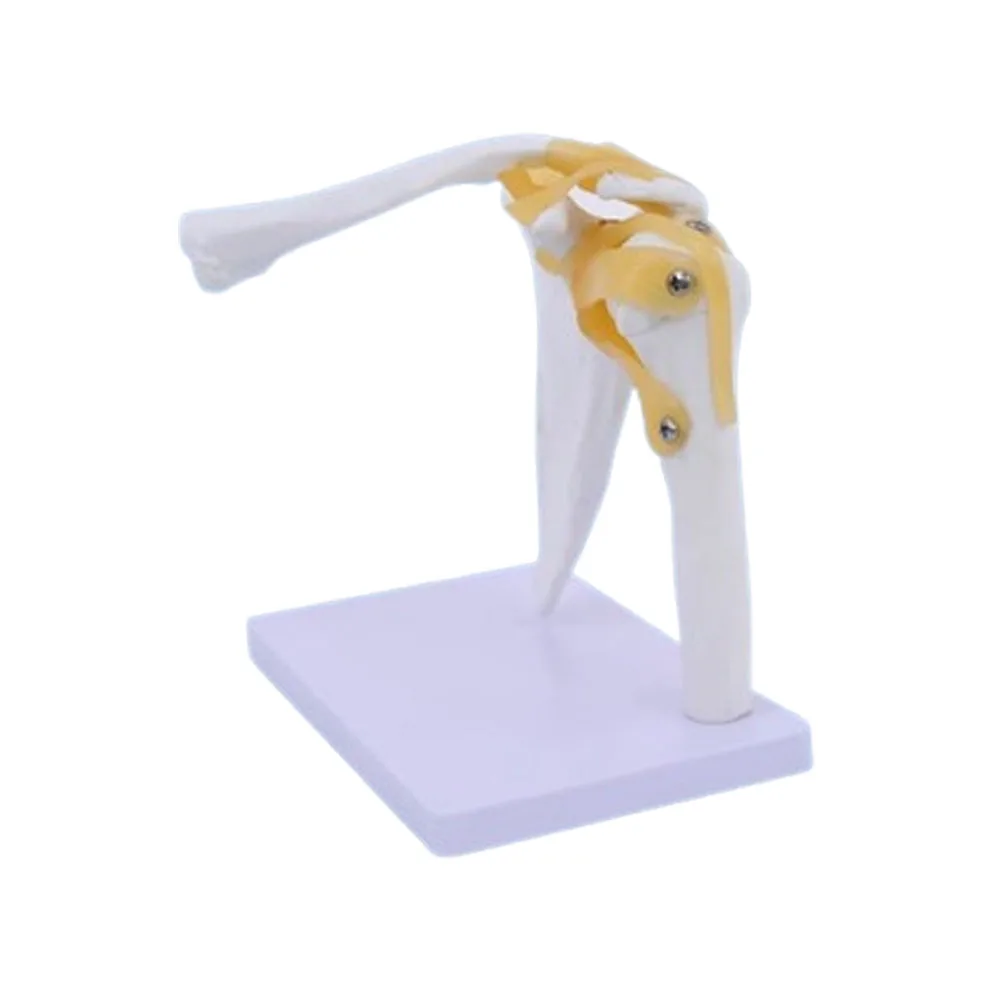 نموذج عظمة مفصل الكتف لتشريح الإنسان بالحجم الطبيعي لدراسة التدريس