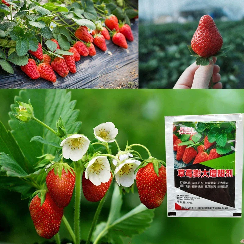 Strawberry Fertilizer Supplemental Plant Nutrition Hydroponics Garden Sweetener Expanded Fruit Rapid Rooting Plant Grow Roots