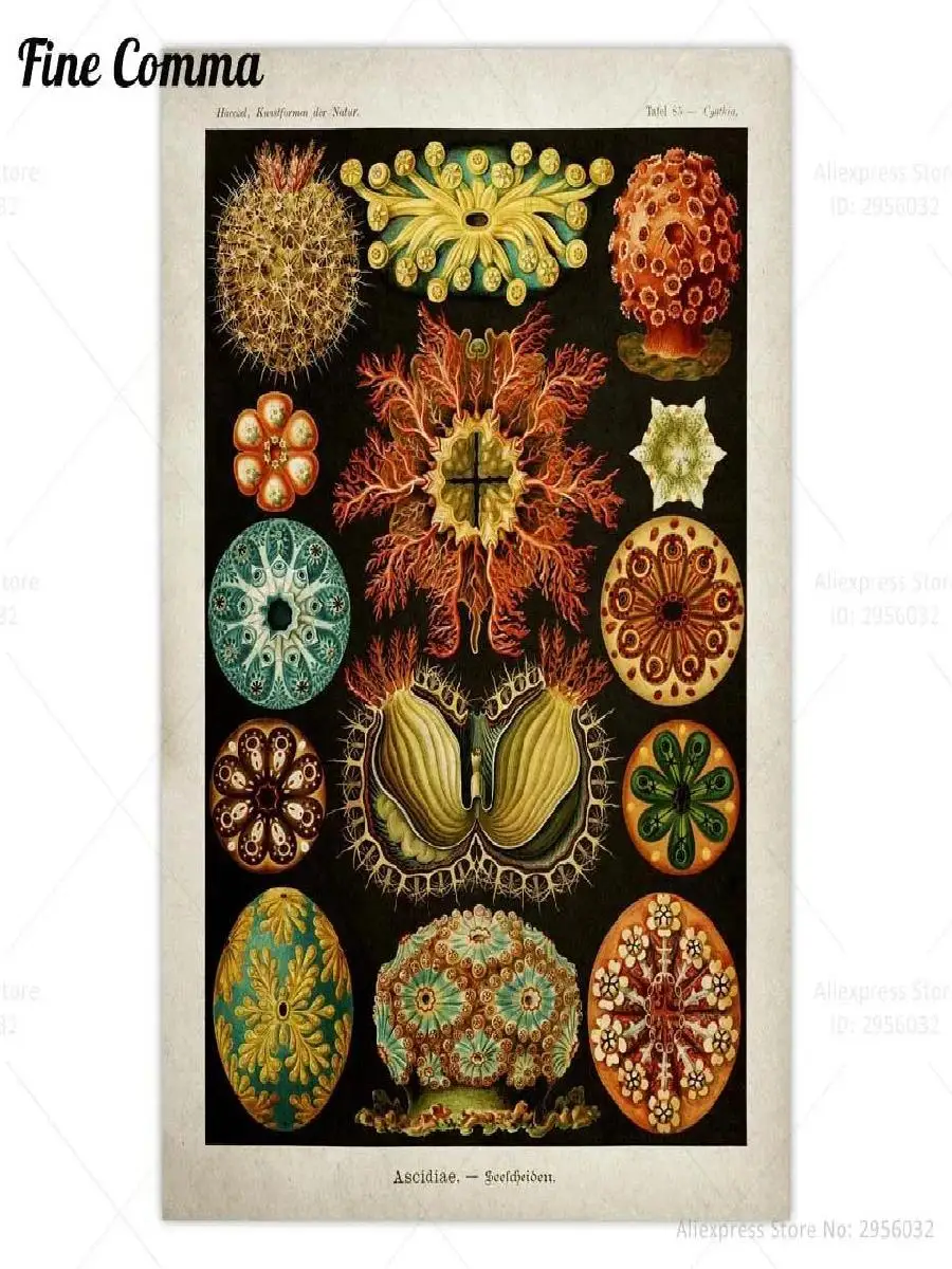 Botanical Vintage Wall Art Canvas Print Ernst Haeckel Nature Tropical Jungle Palm Tree  Hummingbird Sea Ocean Life Decor  Perfec
