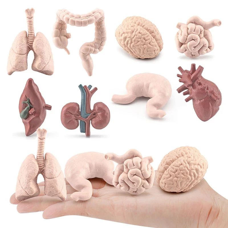 Simulation Human Body Torso Model Biology Brain Heart Liver Stomach Kidney Teaching Tools Learning Educational Toys for Children