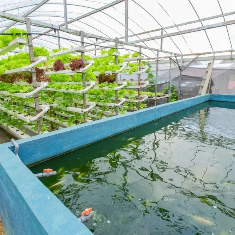 

Customized greenhouseGlass/ Film Plastic Greenhouse for Shrimp Fish Aquaculture Greenhouse with Hydroponics Growing System Fish