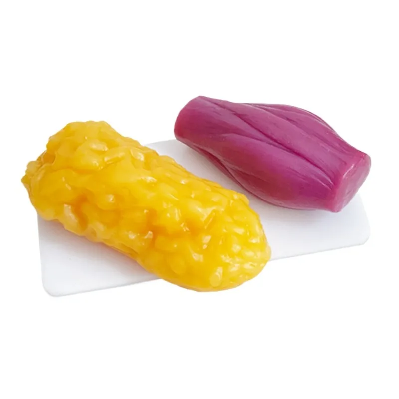 1 Lb Human Body Muscle and Fat Replica Model To Keep Fit Fitness Encouragement for Fitness Enthusiast Nutritionist Athlete