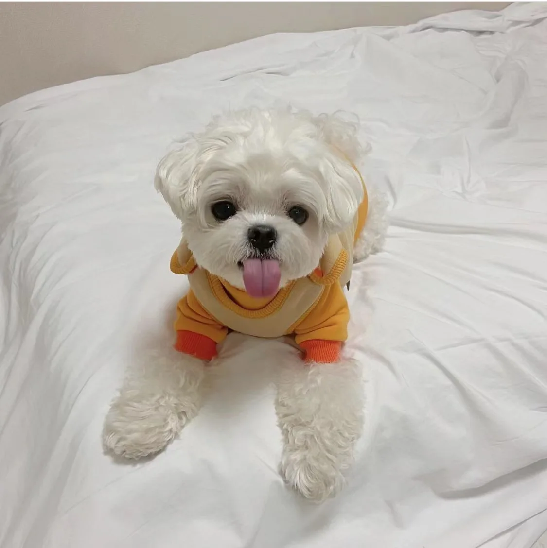 Pet Plush Vest Winter Warm Jacket One Piece Soft and Sticky Jacket Cute Embroidered Clothes Puppy Clothes Dogs Vest Dog Costume