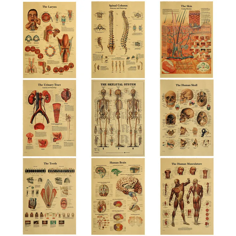 

51x35cm The Skeleton of The Body Structure Brain Nervous Poster Medical Room Decor Painting Kraft Paper Vintage Wall Sticker