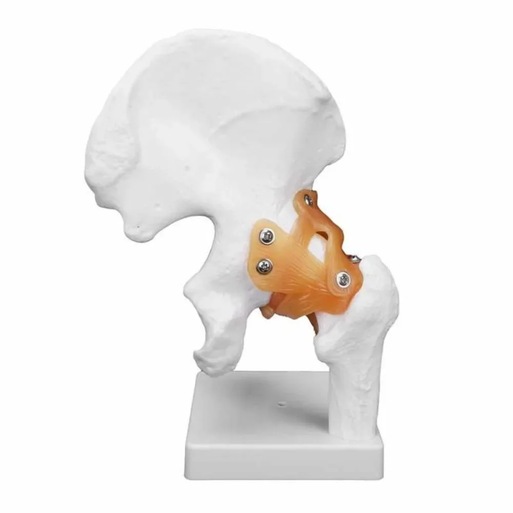 Detachable Pelvis Model Sacrum Hip Bone Female Pelvis Muscle Female Reproductive System Pelvic Bone Human Skeleton Anatomy Model