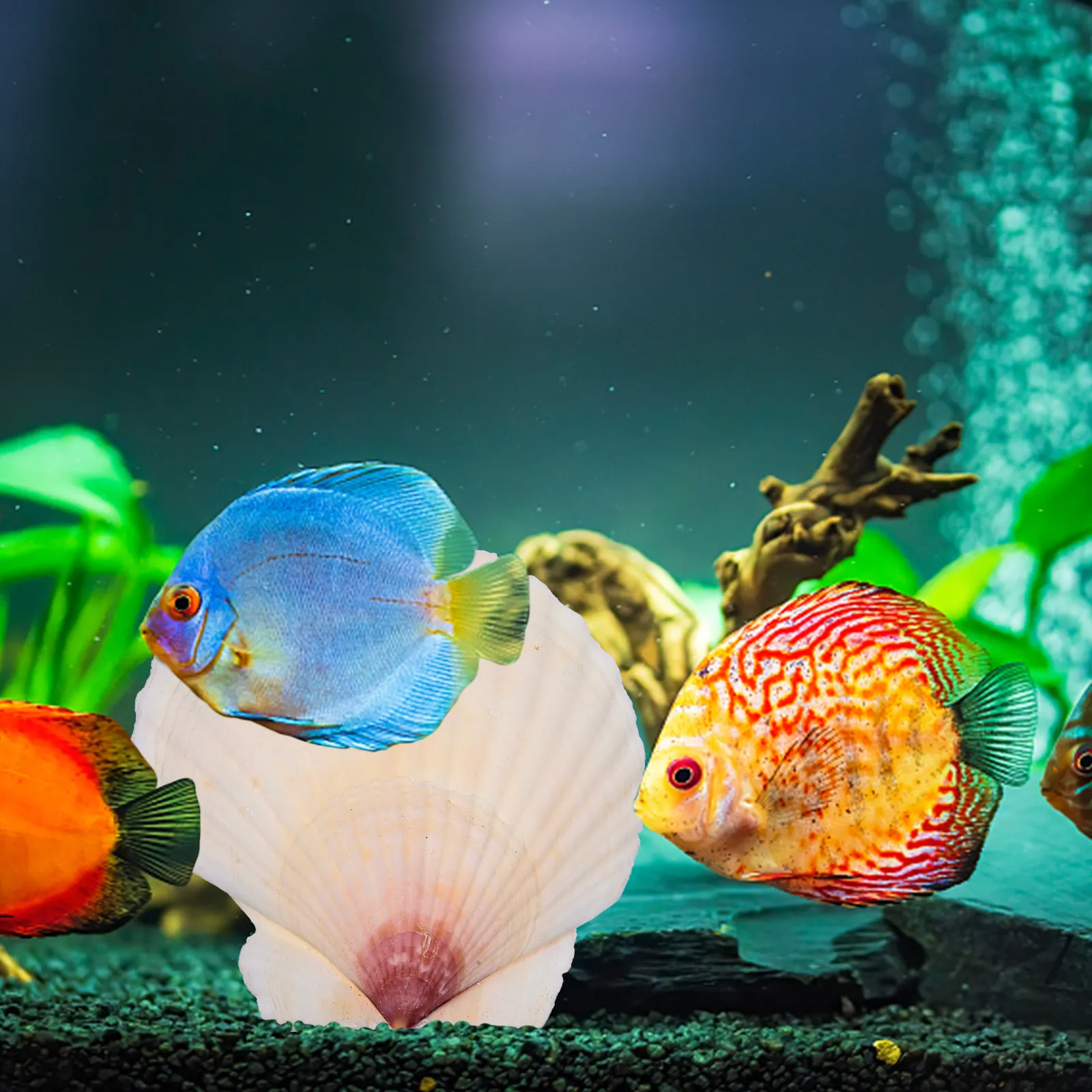 10Pcs Natural Scallops Shells DIY Craft Set for Aquarium Landscaping Fish Tank Decor Seashells Decoration Shell Embellishment