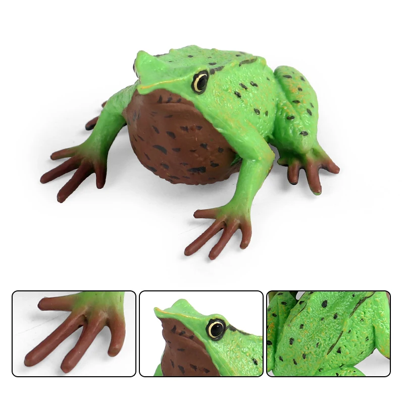 Oenux Wild Animals Bullfrog Model Simulation Tadpole Hatch Frog Growth Cycle Action Figures PVC Cute Educational Toys Kids Gift