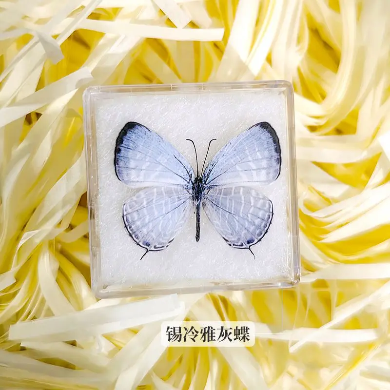 Real butterfly specimen transparent box handicraft birthday gift photography props teaching handicraft home decor