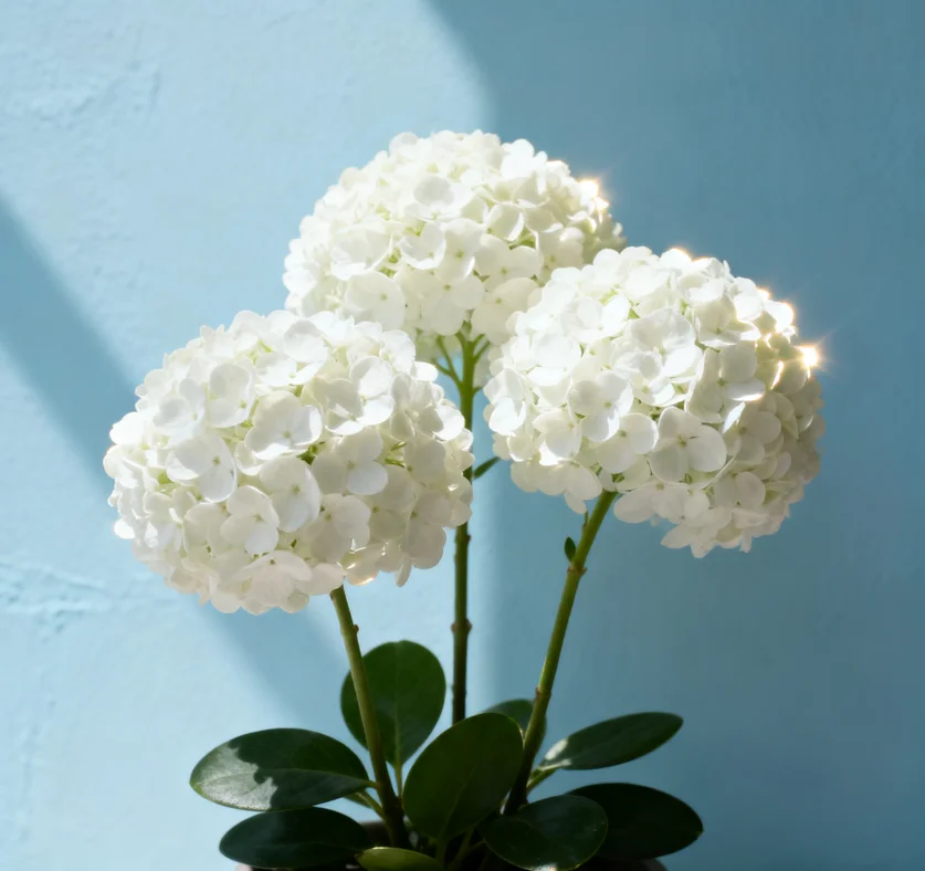 

1/2/4PCS DUMBORC High Elastic Sponge Handwheel Cover Radio Transmitter for X4 X6 X6P X6A Remote Controller Handwheel Upgrade Kit