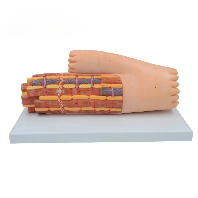 Human myocardial tissue model, highly detailed myocardial microstructure model