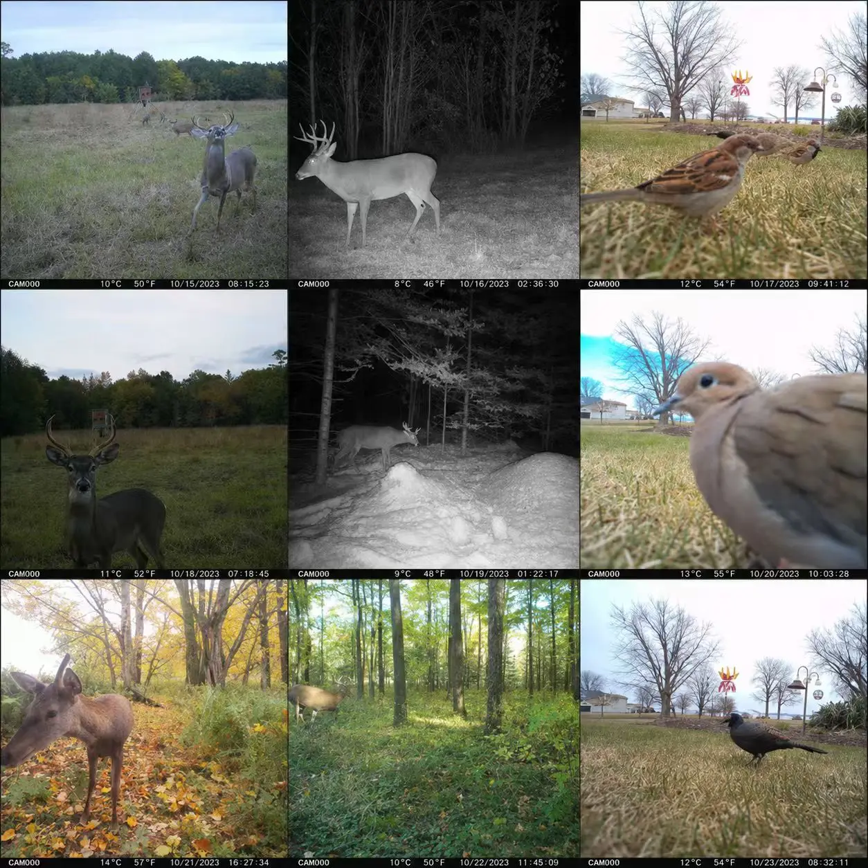 EU 4G Cellular 2K Battery Solar PIR Motion Activated Wildlife Hunting Trail Camera IP65 Outdoor Night Vision No Red Exposure