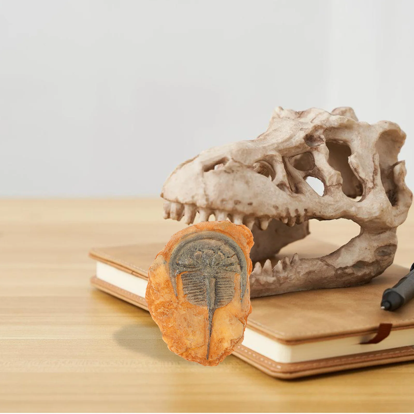 

Decoration Paleontological Insect Ornament Decorations Paleontology Specimen for Science Teaching Resin