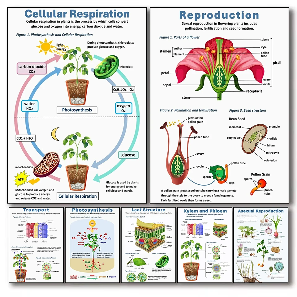 Imágenes de fotosíntesis de plantas, ciencia de plantas, biología, arte moderno, decoración del hogar y el aula, carteles e impresiones Cuadros