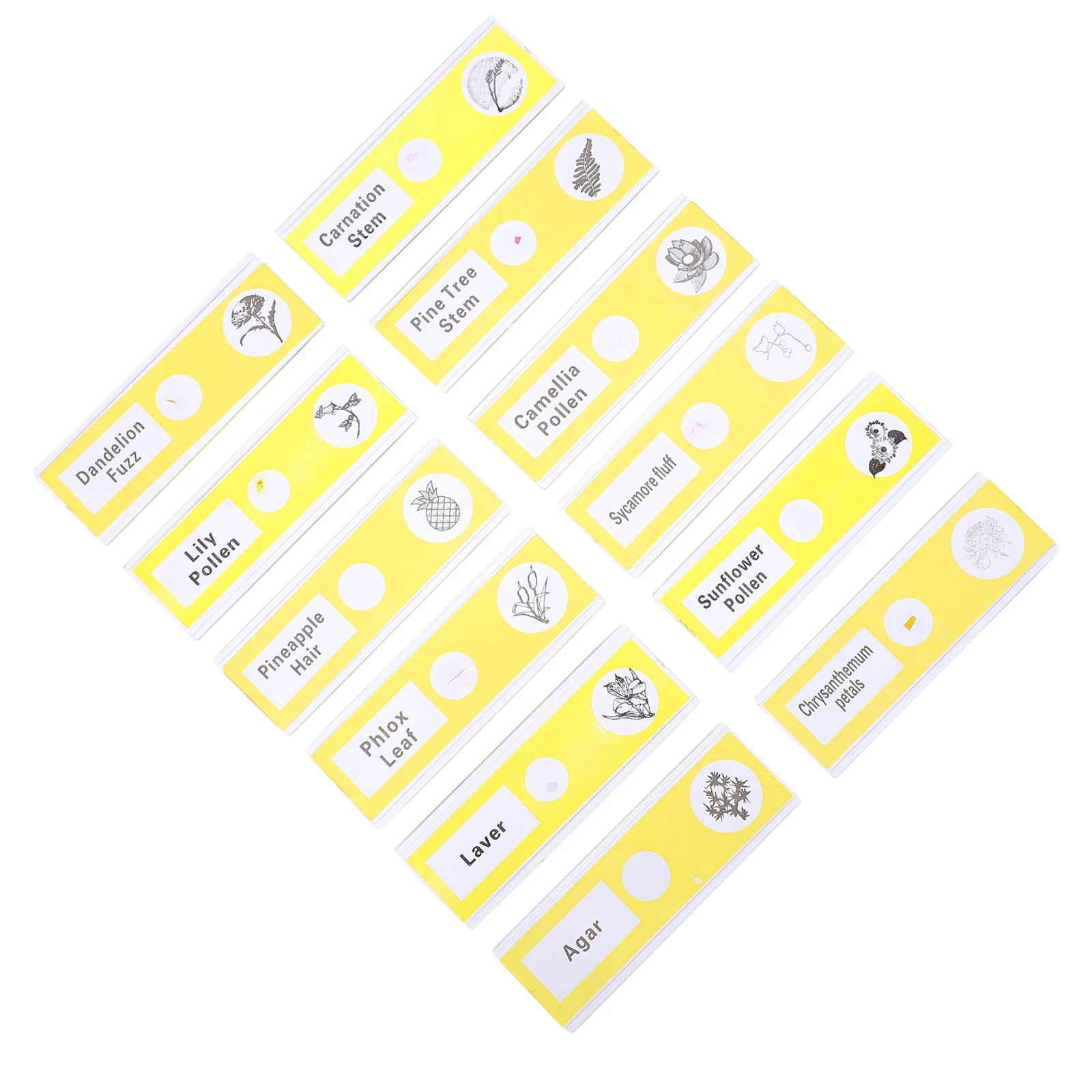 12Pcs Prepared Microscope Slides Plant Specimens Clear Plastic Safe for Kids Entry Level Biological Sample Exploration