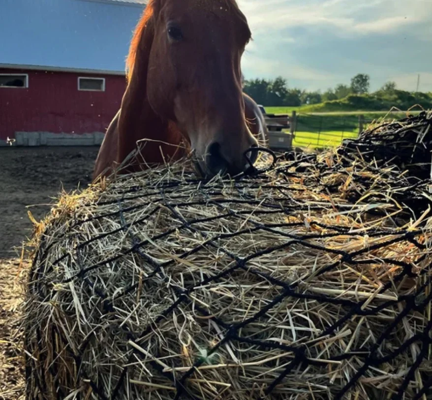 6x6ft Equestrian Nylon Slow Feed Hay Net Horse Livestock Feeding Supply 2026