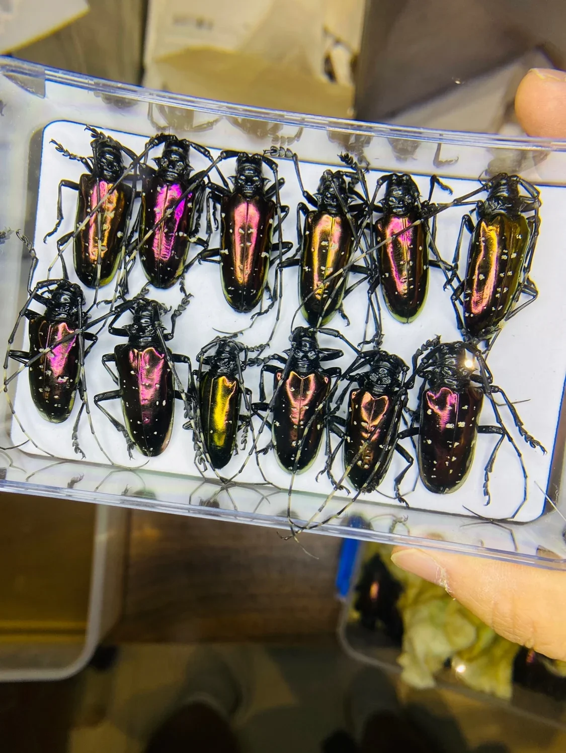 Vietnam Dicronorhina Debyana Golden Tortoise Scientific Research Real Insect Beetle Specimen Home Decoration Accessories