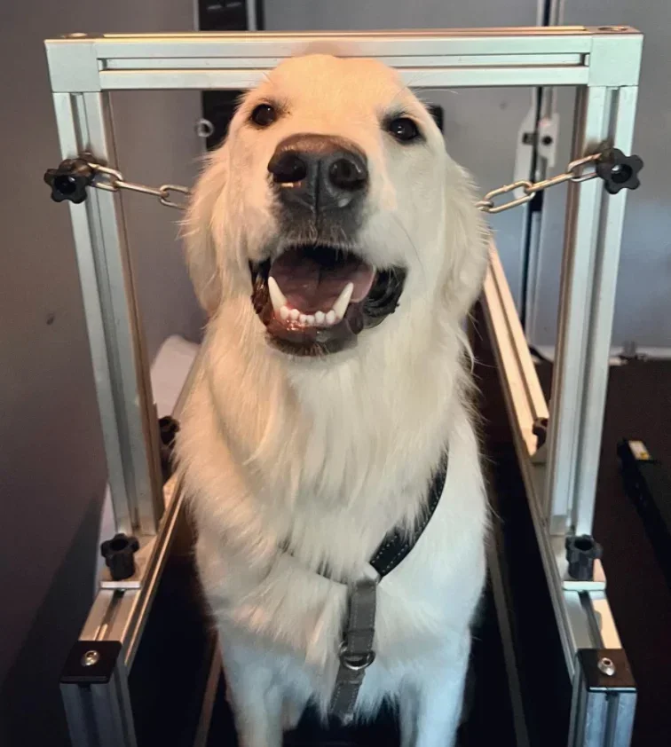 Pets Treadmill Walking Machine for Dog High Quality Dog Running Machine