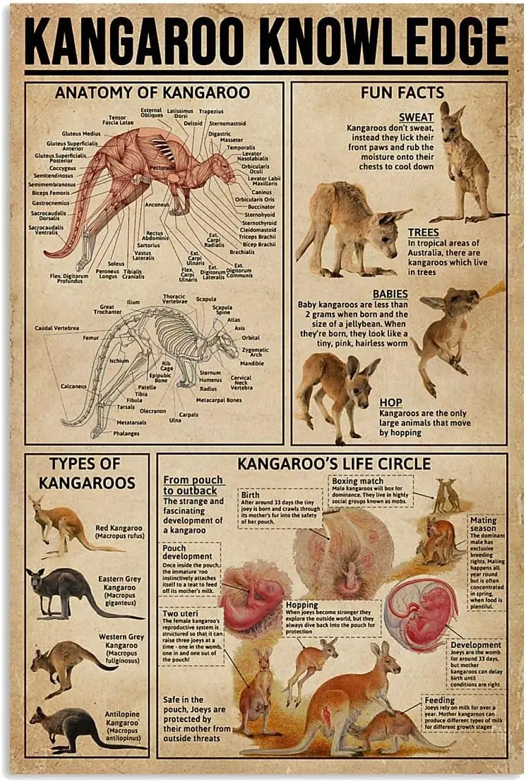 JIUFOTK Kangaroo Knowledge Posters Science Guide Metal Signs Room Club Farm Decor Wall Decor Vintage Plaque 8x12 Inches sign