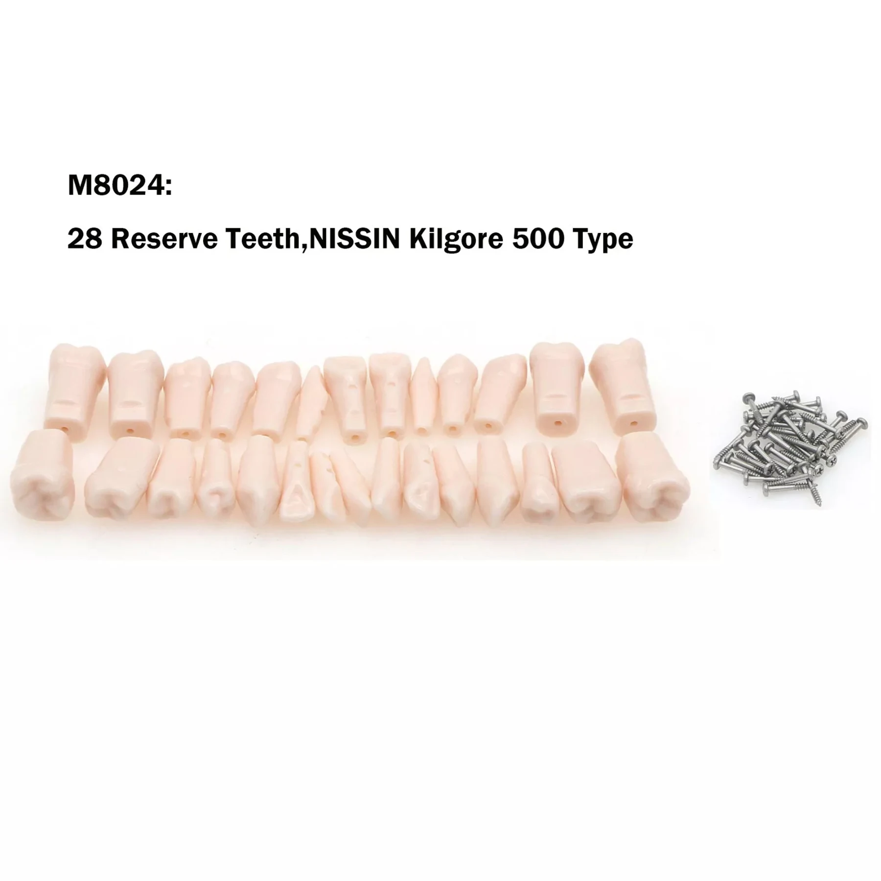 Dental Typodont 28PCS Teeth Practice Ortho Implant fits Kilgore Nissin Type