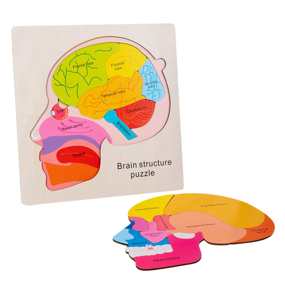 1Set Brain Structure Puzzle Wooden Educational Game Kids Learning Cognition Enhance Memory Imagination Hand Skill Development