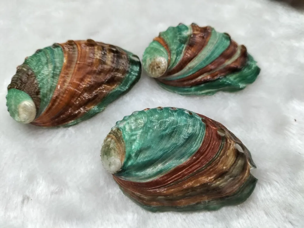 1PC Natural Abalone Shell Conch Shell Fish Tank Landscape  Material Painting Room Decoration Photography Props 5-6CM