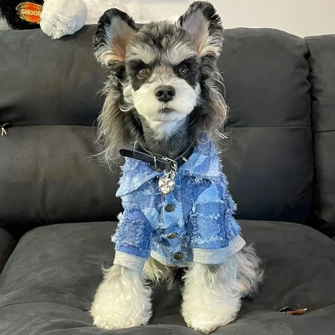 

Pet Clothes Puppy Kitten Denim Shirt Jacket Schnauzer Bichon Teddy