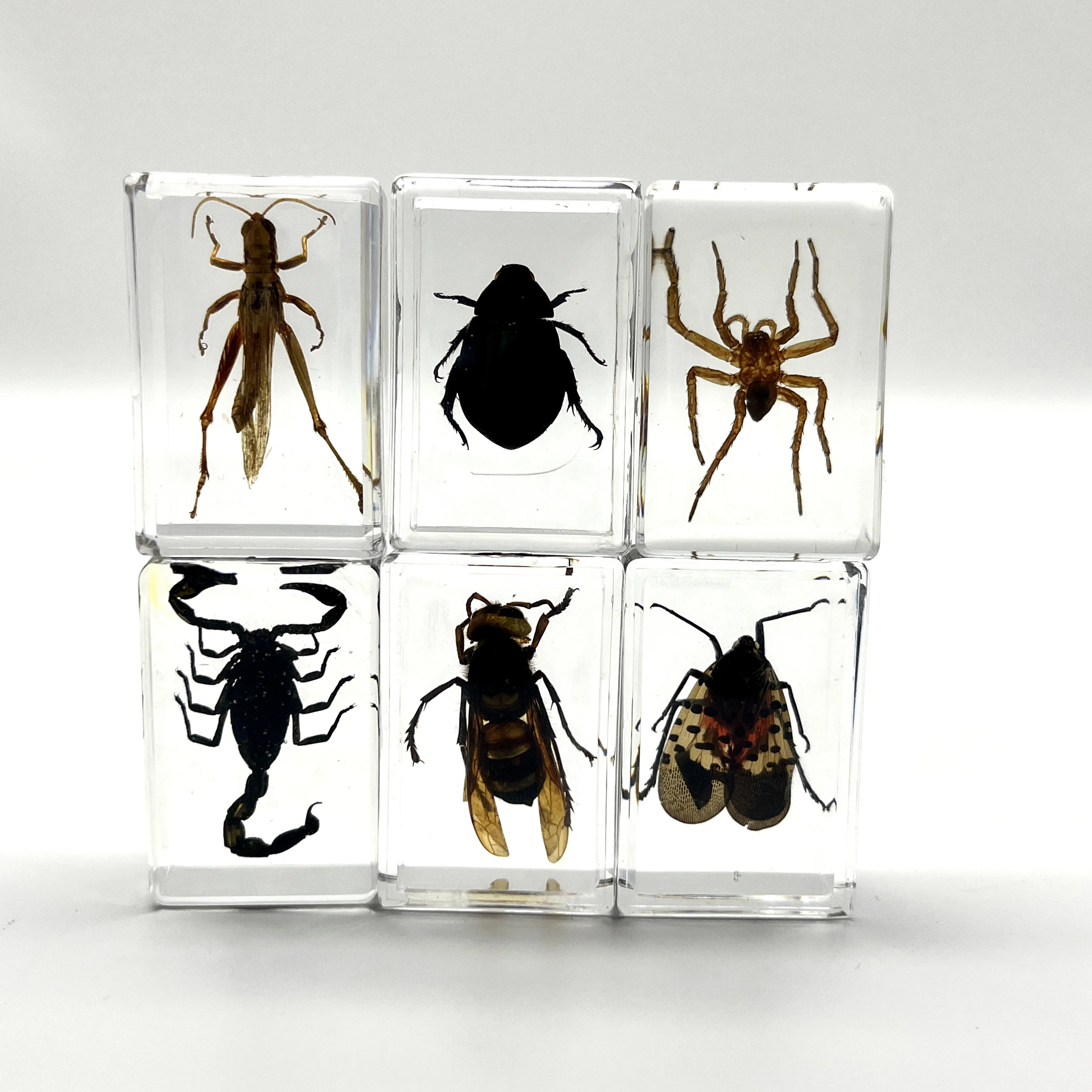 34 Style Real Insect Specimens Resin Desk Decoration Appreciation Teaching Home Decoration Children\'s Gifts Choose