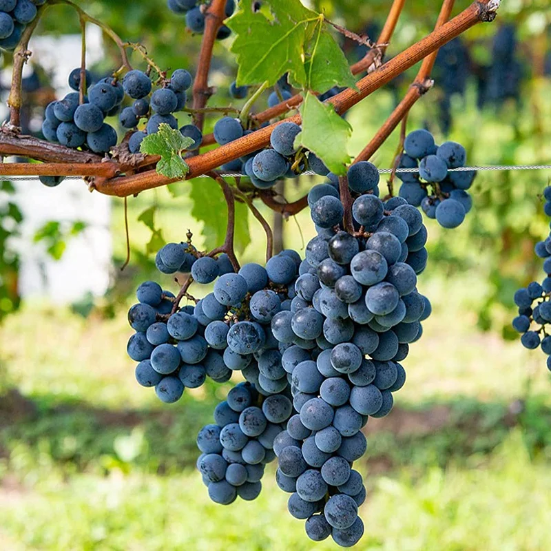 1/16Inch X 500Feet Wire Rope Cable, Stainless Steel Cable Aircraft Cable For Trellis