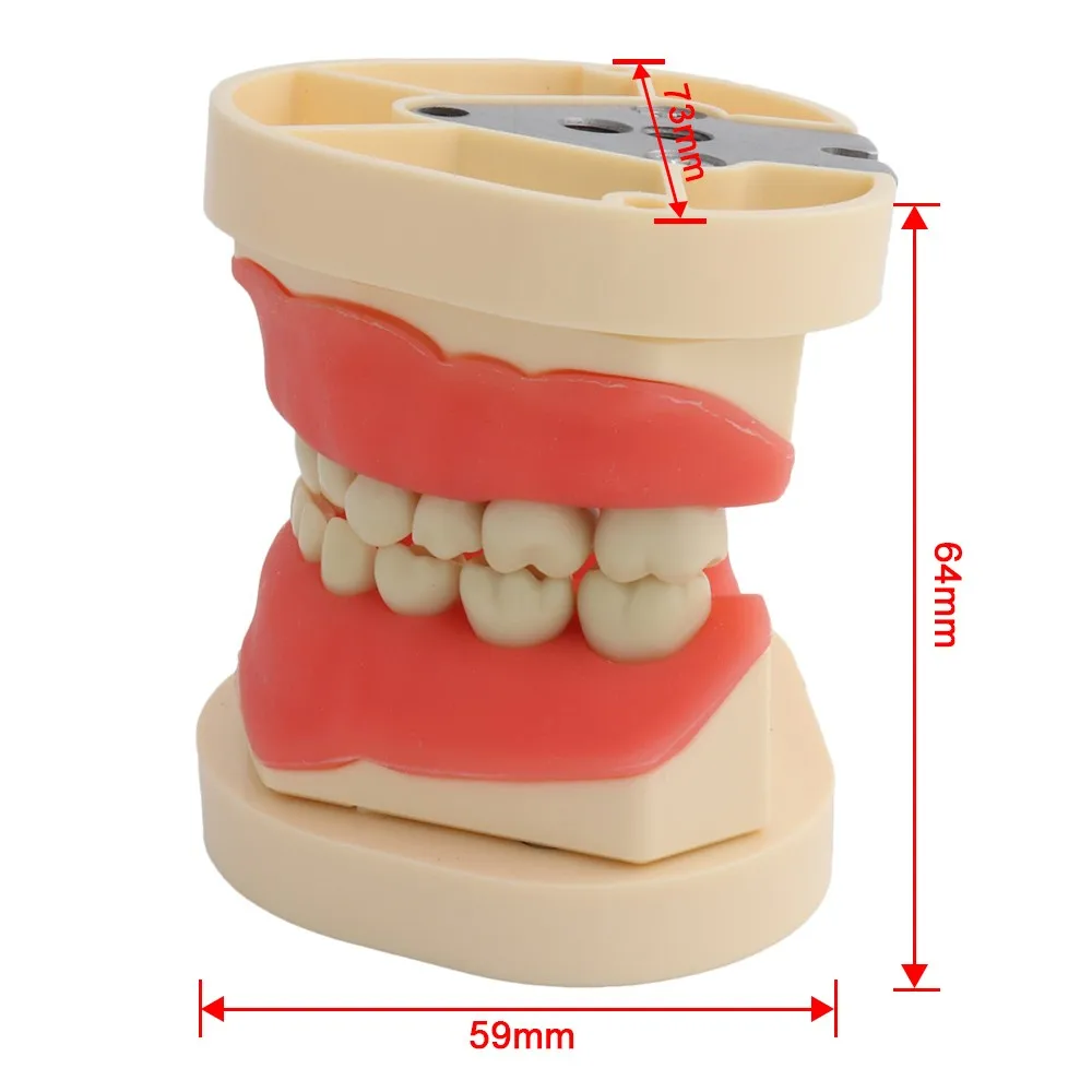 Dziecko dziecko Model dentystyczny Model zębów pasuje Frasaco Model nauczania dentystycznego demonstracja Model zęba wymienny 24 szt. Zębów