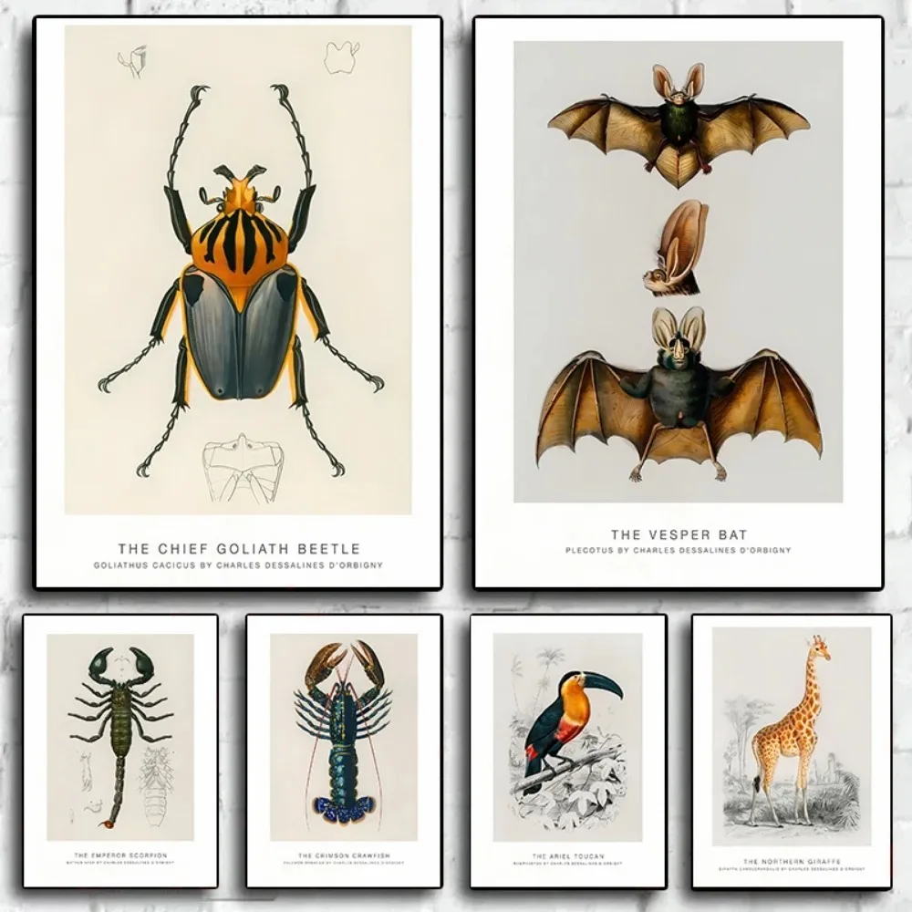 Charles D'Orbigny Biology Drawing Posters The Vesper Bat The Emperor Scorpion Canvas Painting Wall Art Picture for Room Decor