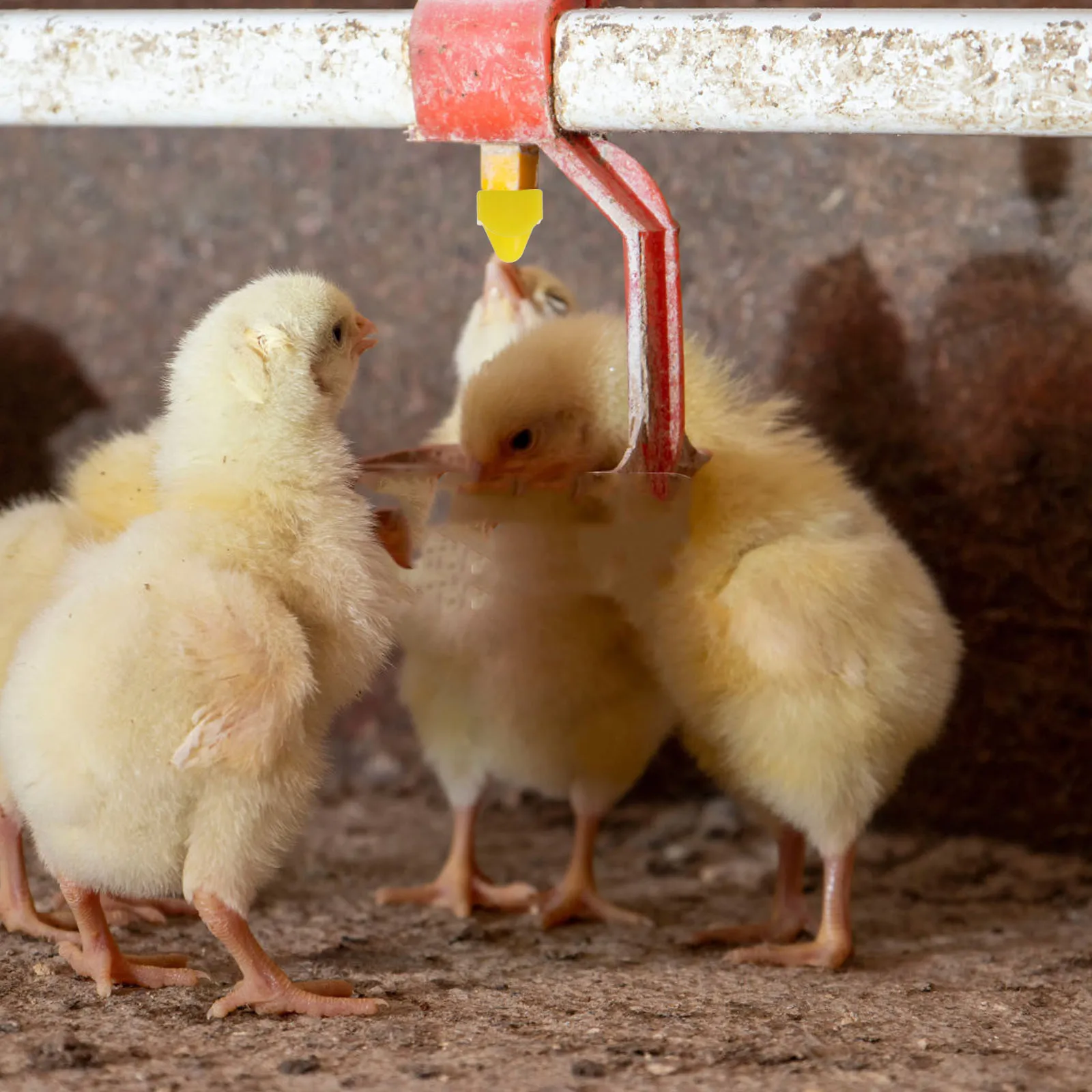 

10pcs Chicken Water Nipple Automatic Poultry Drinker For Chickens Ducks Quails Turkeys Farm Use Bucket Barrel Pvc Compatible