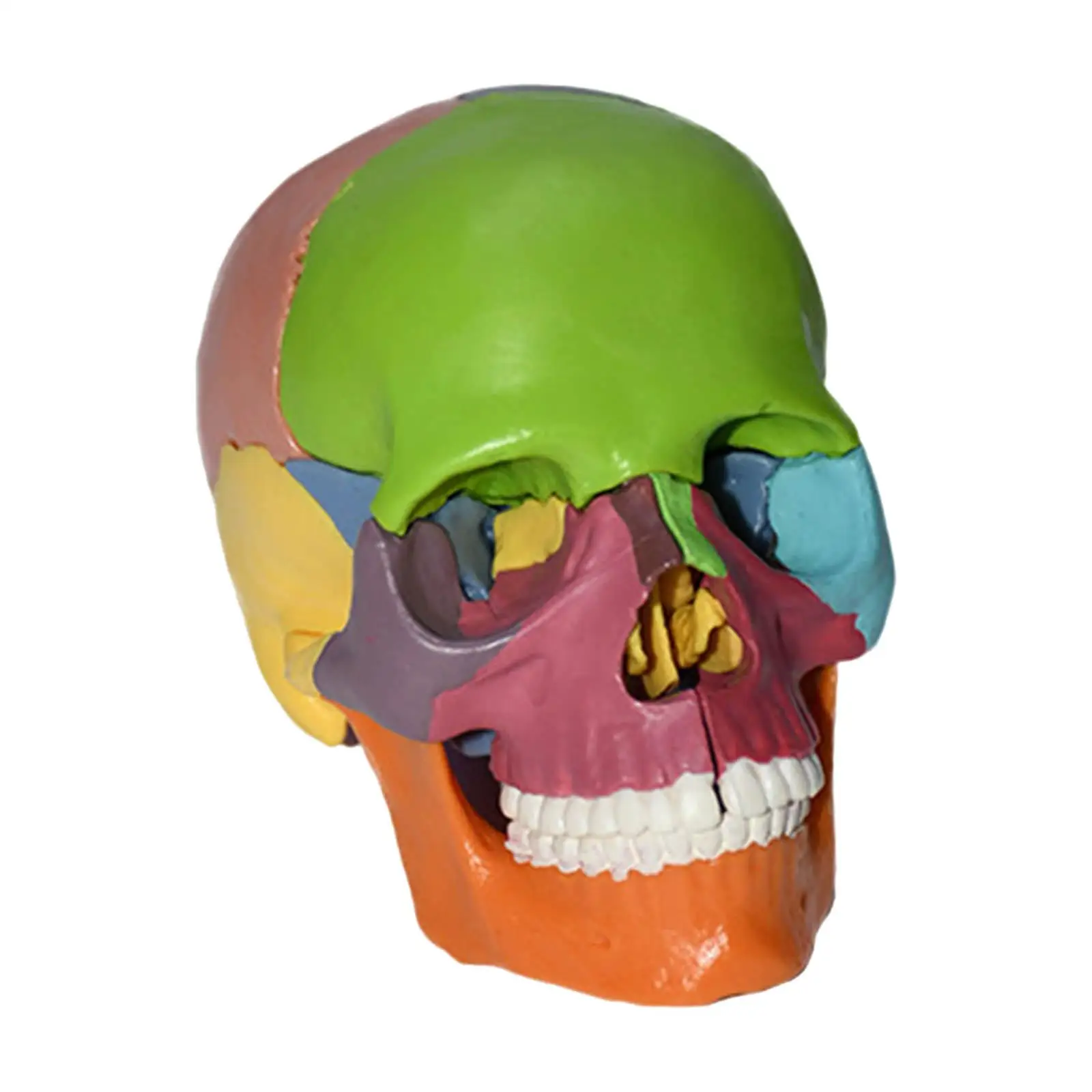 Detachable PVC Human Skull Model 1 1 Life Size Anatomical Skeleton Head 15 Parts Assembled Puzzle Multicolor Teaching Equipment