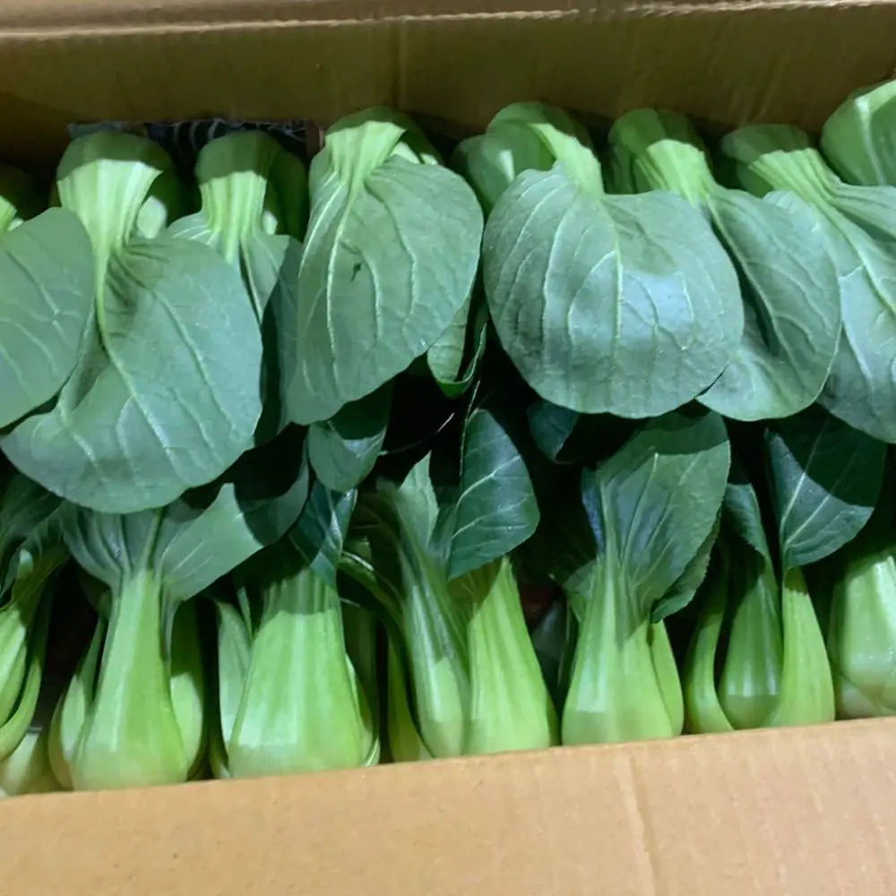 Saengchae المحلي الكوري (الخس) 20-30 رأسًا، حوالي 3 كجم