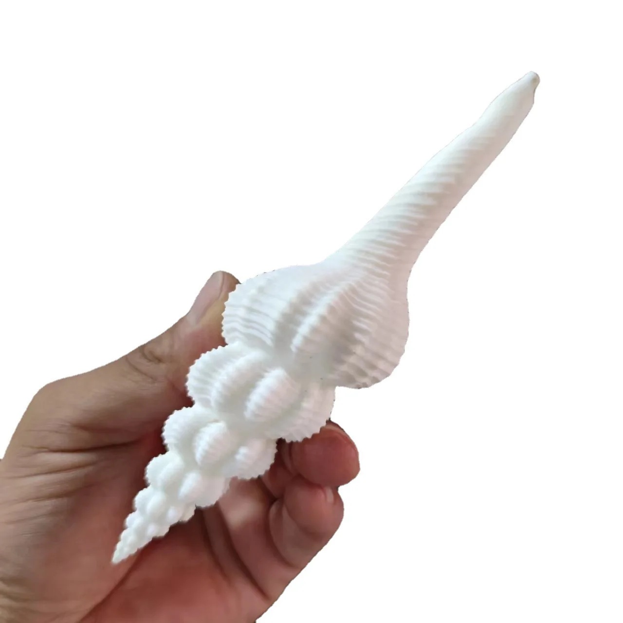 13-21cm Salisbury's Spindle Large Natural Conch Shells Big Seashells Great  for Beach Theme Party, Home Decorations, Fish Tank - AliExpress 15