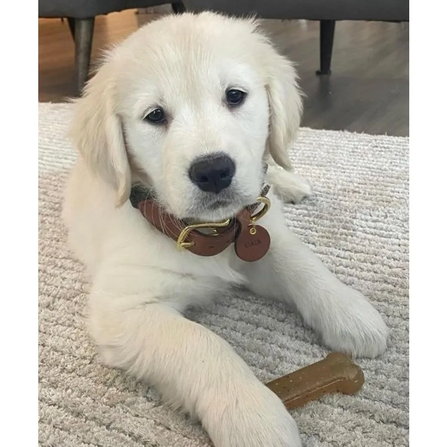 New Puppy Starter Kit with Teething Toys and Chew Bones for Puppies Peanut Butter Chicken Flavor Ideal for XSmall Dogs Up to 15